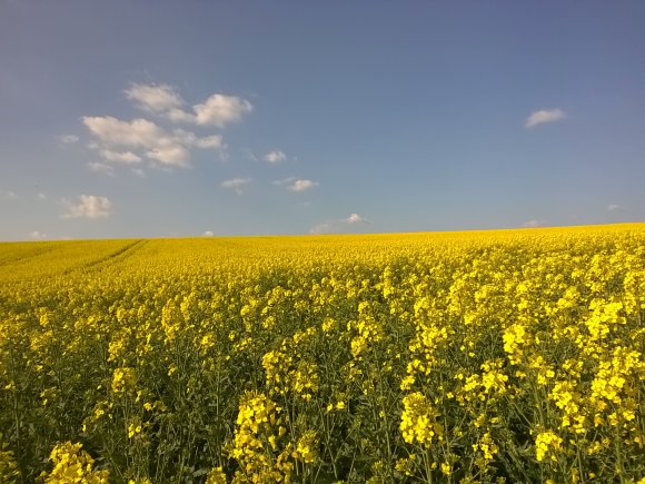 2015/04/23 - Beim Joggen auf - und um - den Flehinger Götzenberg