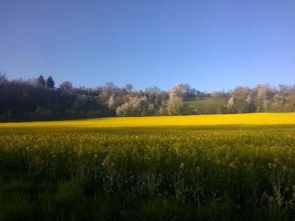 2016/04/20 - Beim Joggen auf - und um - den Flehinger Götzenberg